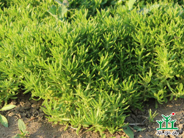 佛甲草，屋頂綠化佛甲草