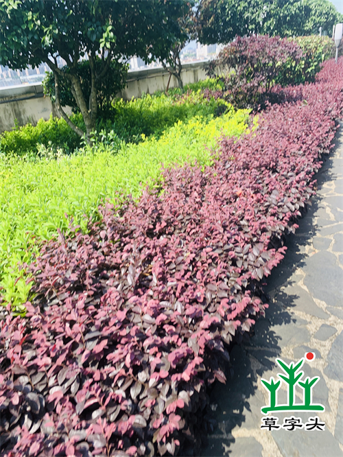 湖南草字頭生態(tài)環(huán)境建設有限公司,人造草坪假草皮,湖南雨水收集處理工藝