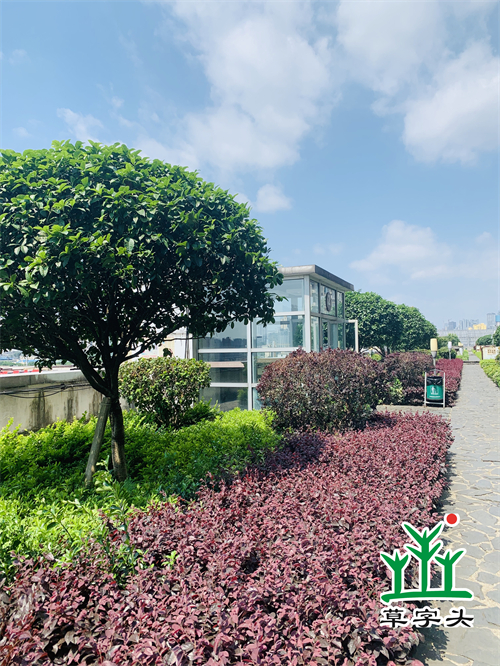 湖南草字頭生態(tài)環(huán)境建設有限公司,人造草坪假草皮,湖南雨水收集處理工藝